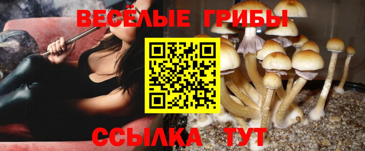 Чистополь  Галлюциногенные грибы Psilocybine cubensis  Вход с VPN 